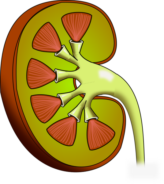 Kidney Disease And Transplant - Kidney Png (536x600)
