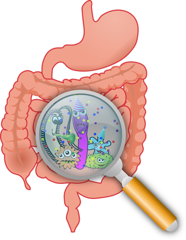 Your Gut Wall Houses About 70% Of The Cells That Make - Intestinal Bacteria (380x492)