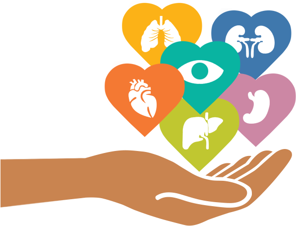 Pledging To Increase California's Registered Organ - Heart (616x509)