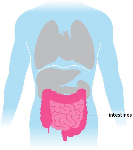 This Is Where The Intestines Are Situated In The Torso - Torso Intestine (700x650)