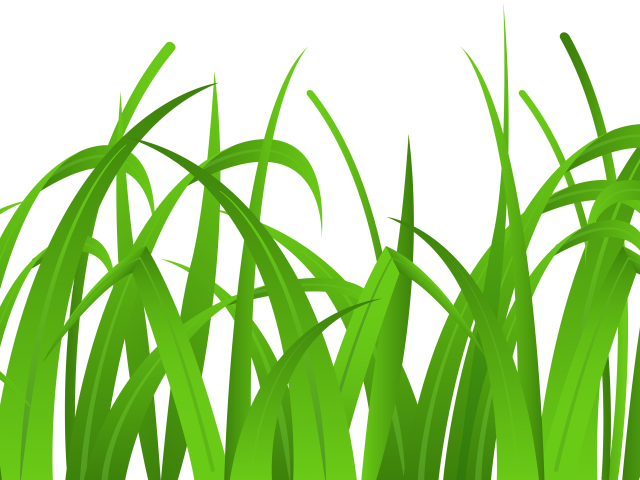 Lawn Clipart Safari - Png Clipart Wheatgrass Vector Png (640x480)
