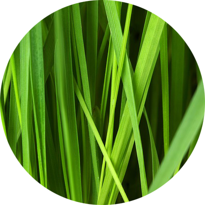 Green A Lawn Is Proud To Serve The Park Ridge, Nj Area - Green Lawn Care (423x423)
