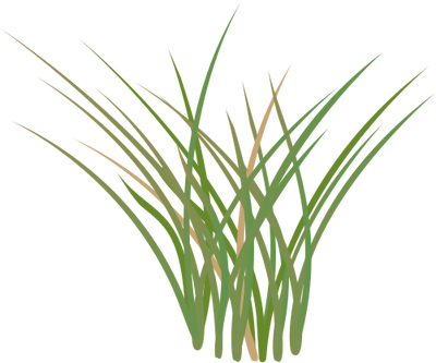 Drawn Lawn Marsh Grass - Salt Marsh Clip Art (400x333)