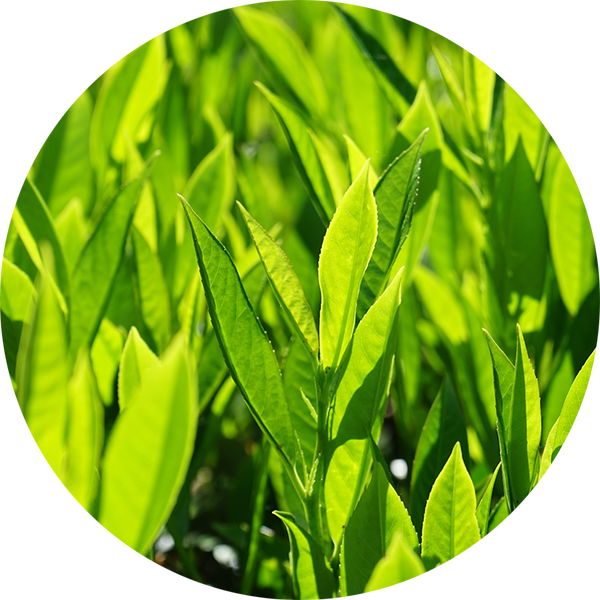 New Jersey Tree & Shrub Lawn Care - New Jersey (640x480)