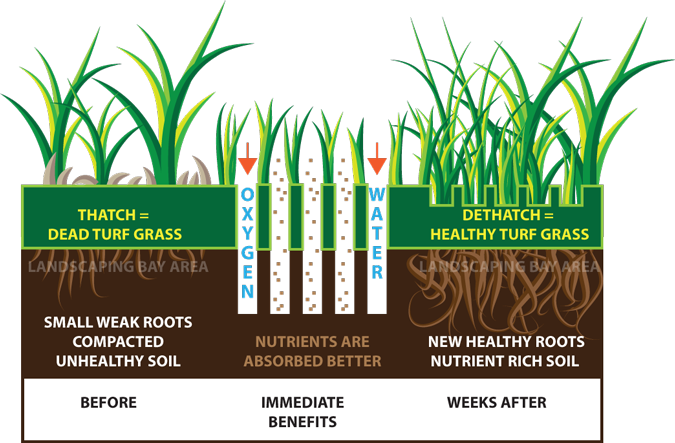 Landscaping Bay Area Lawn Aeration - Purpose Of Aerating Lawn (675x443)