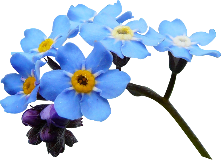 Blue Scorpion Grasses Flower Clip Art - Blue Scorpion Grasses Flower Clip Art (777x564)