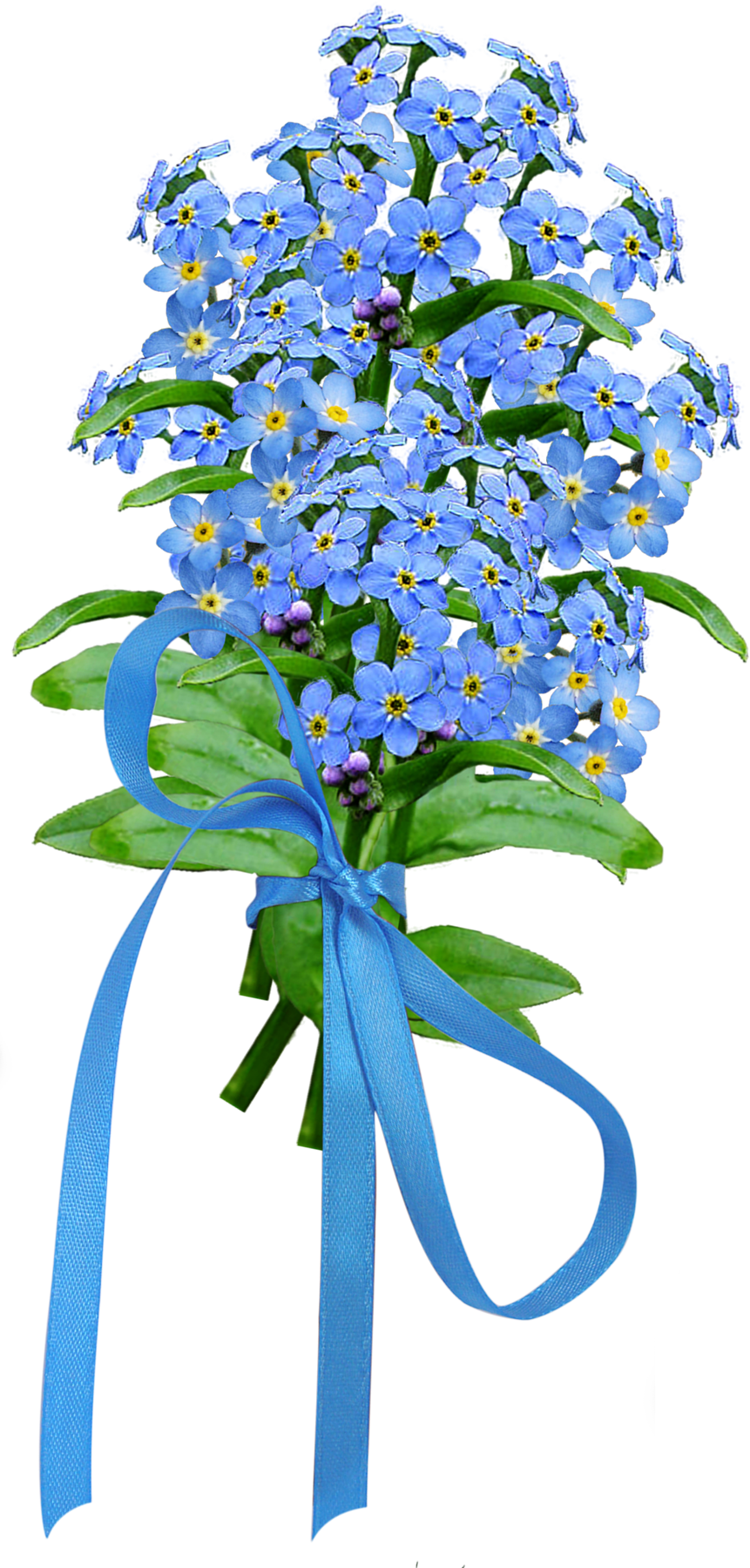 Незабудки Картинки Для Детей - Bouquet (861x1800)