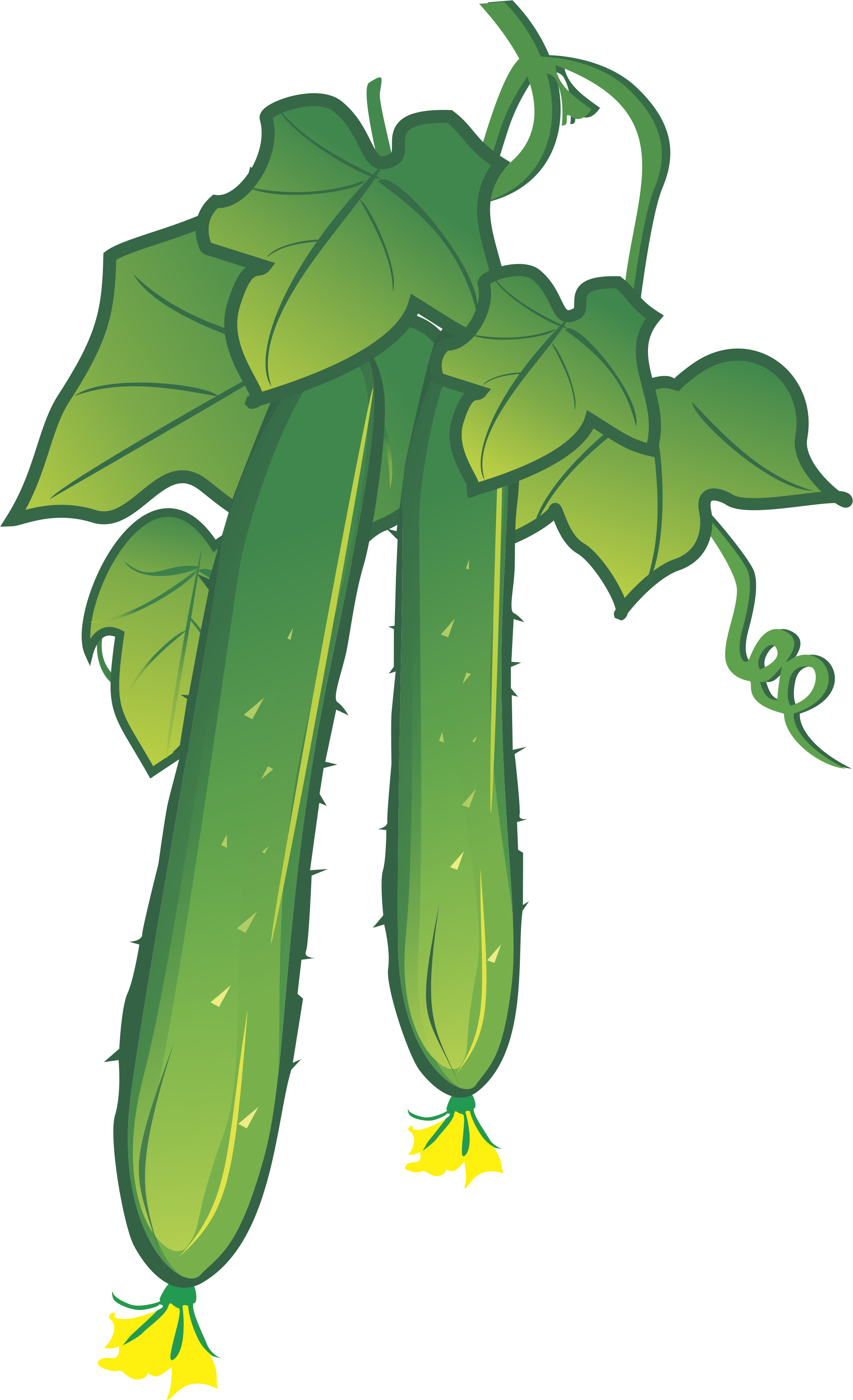 Cucumber Png Vector Element - Vector Graphics (2330x3826)