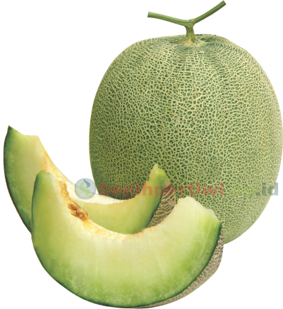Melon - Melon (405x442)
