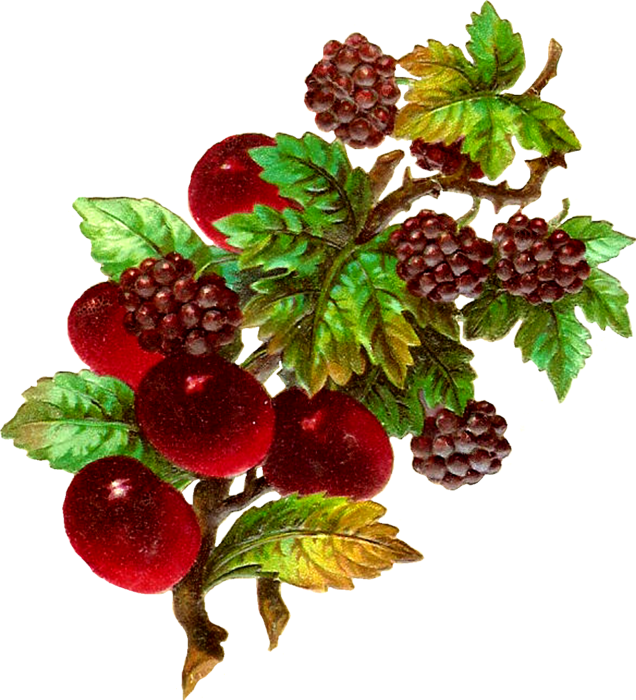 Vintage Digital Fruit Plum And Blackberry Clip Art - Tips From The Old Housewives (1422x1500)