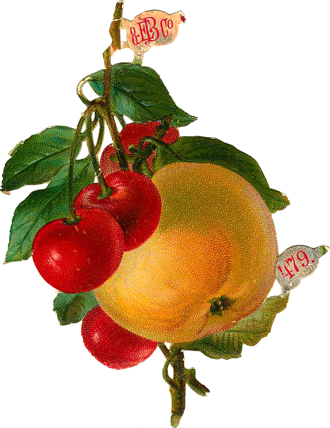 Free Victorian Flowers And Vintage Fruit Clip Art And - Diet And Health: With Key To The Calories [book] (669x867)
