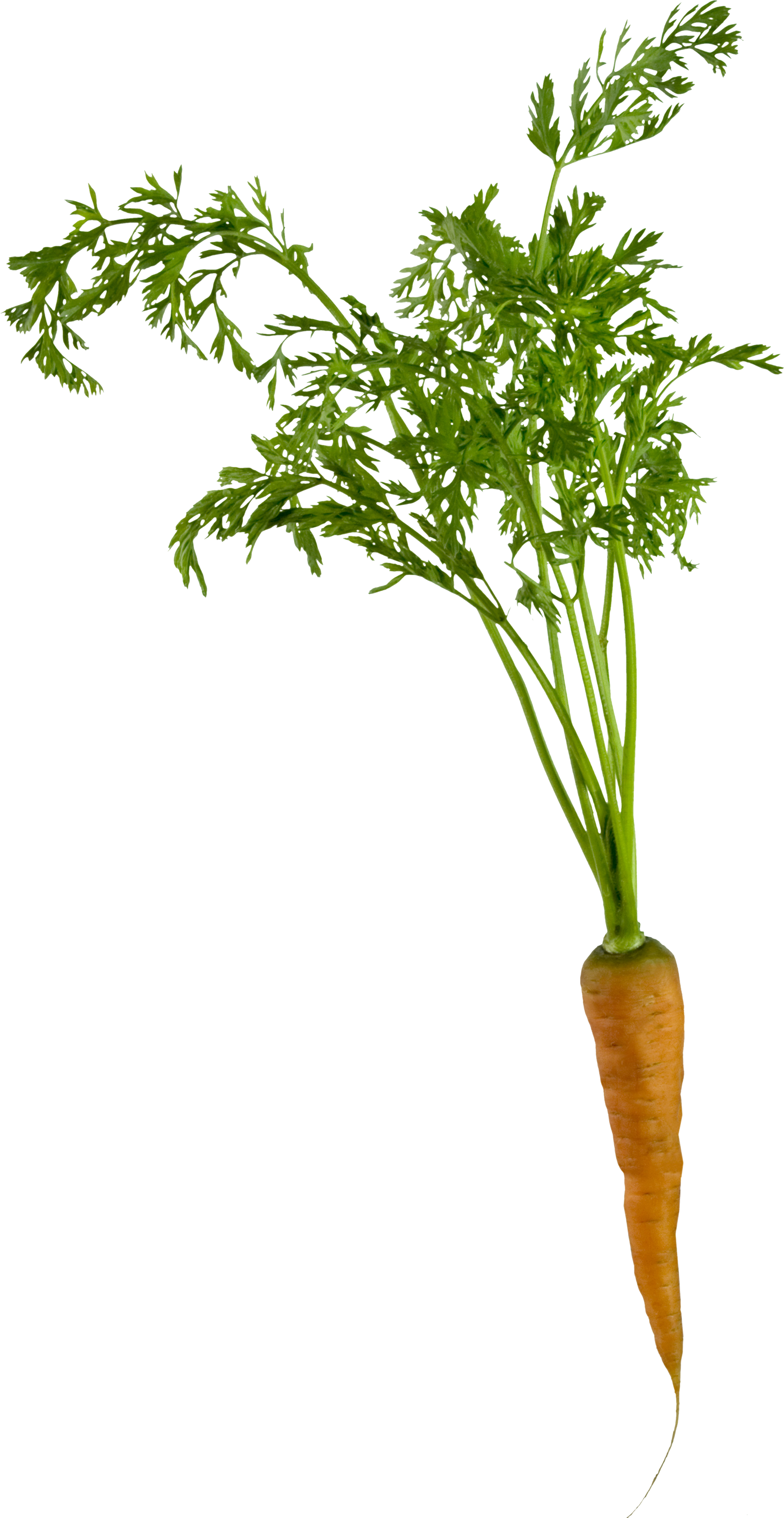 Carrot Png4975 - Carrots Png (1804x3488)