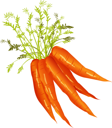 Explora Vegetales, Zanahorias, ¡y Mucho Más - Illustration (437x500)