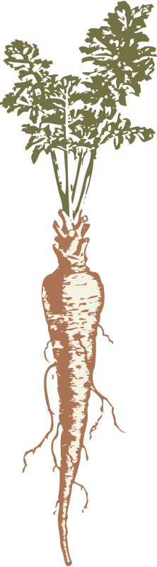 Get Notified Of Exclusive Freebies - Parsnip Drawing (222x800)