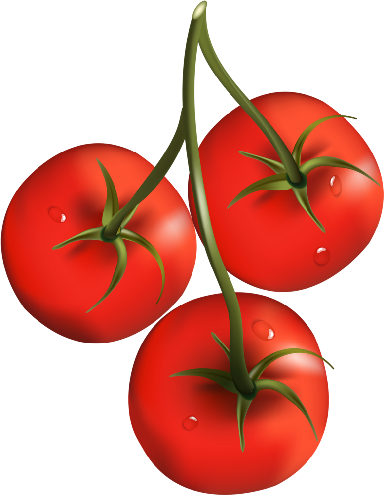Tomato Branch Png Clipart - Cherry Tomato Clip Art (793x1024)
