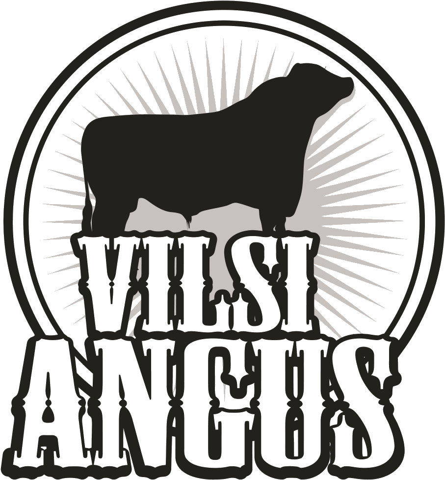 Aberdeen Angus Breeding Stock - Dog Licks (979x1021)