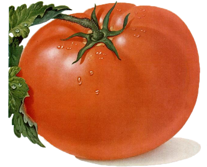 Free Tomato Clipart - Plum Tomato (680x729)