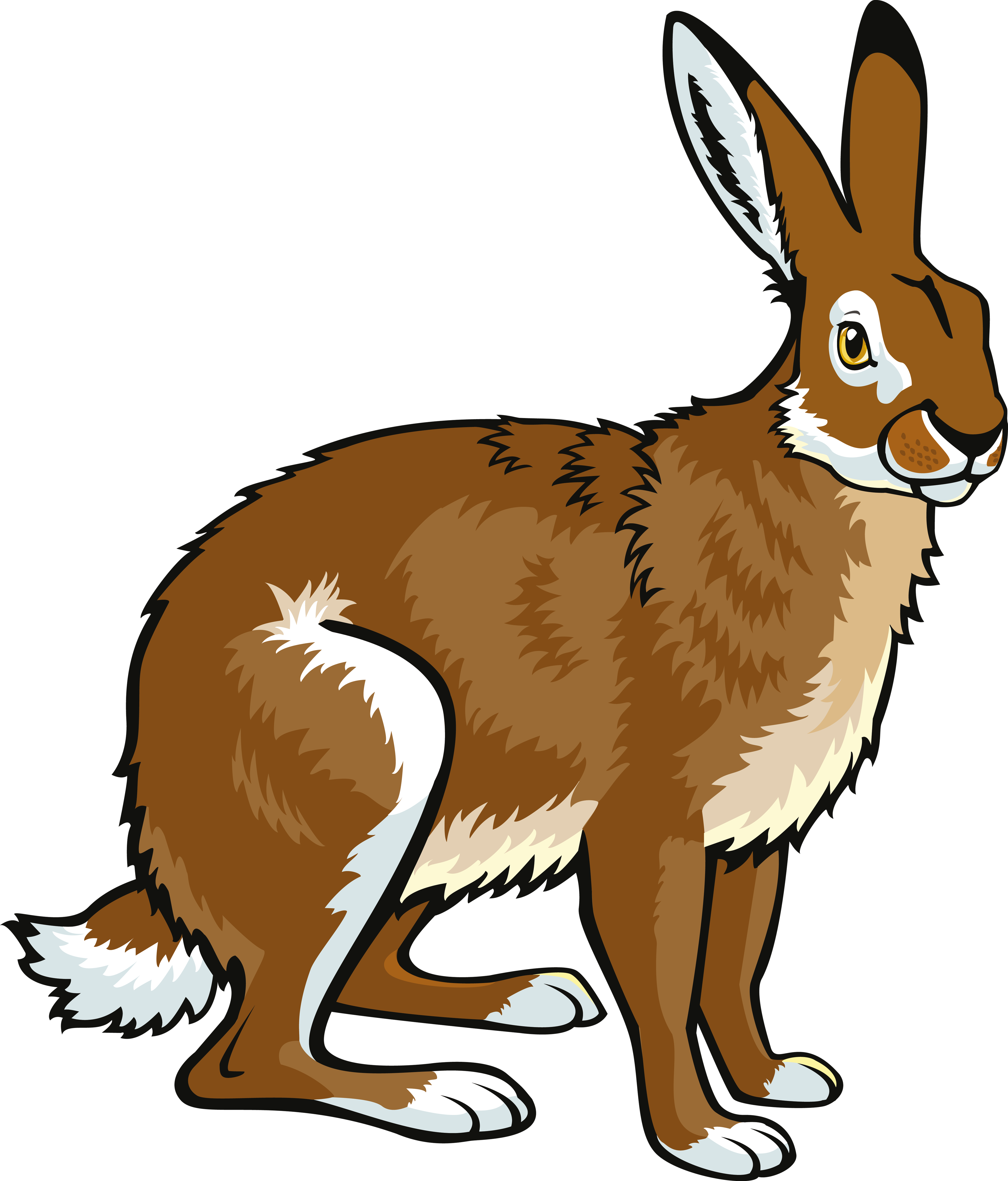 Arctic Hare European Hare Snowshoe Hare Alaskan Hare - Arctic Hare European Hare Snowshoe Hare Alaskan Hare (3842x4500)