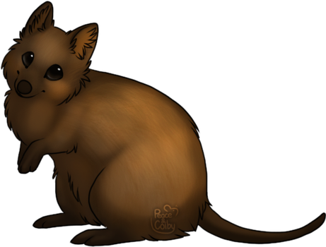 Quokka Clipart Happy - Quokkas Cartoon (559x424)