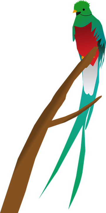 Green Parrot Cliparts 18, Buy Clip Art - Quetzal Clipart (361x720)