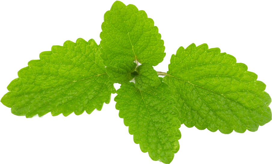 Lemon Balm Herb Essential Oil Officinalis - Lemon Balm Herb Essential Oil Officinalis (1000x667)