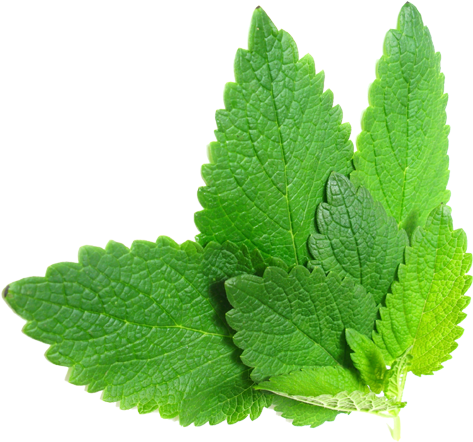 Herb Hedgerow Lemon Balm Melissa - Herbs Png (500x476)