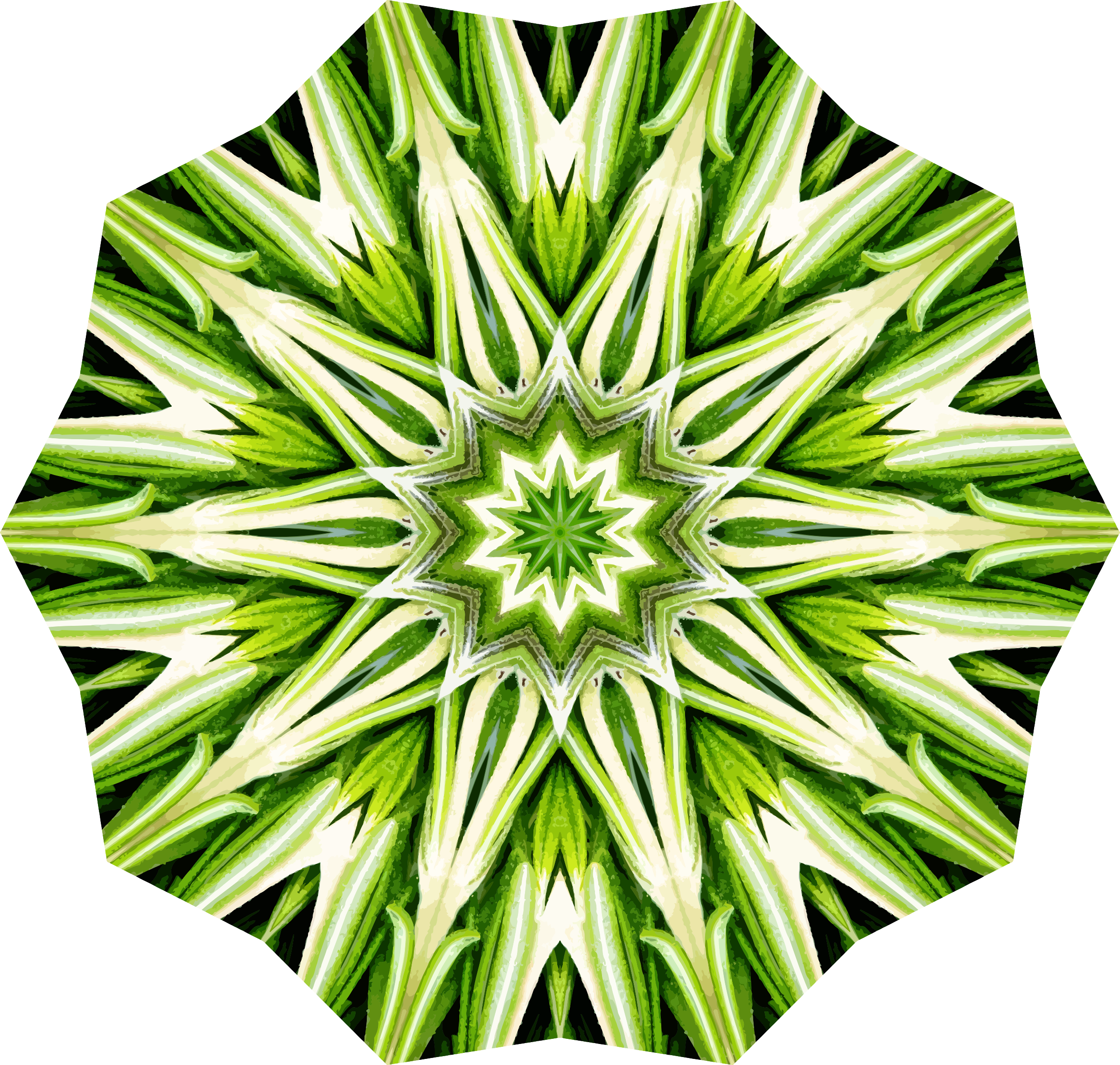 Rosemary Kaleidoscope 20 - Portable Network Graphics (2400x2282)