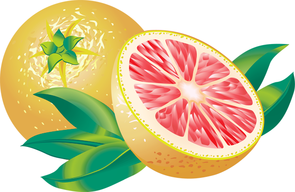 Clipart Info - Grapefruit Clipart (600x392)