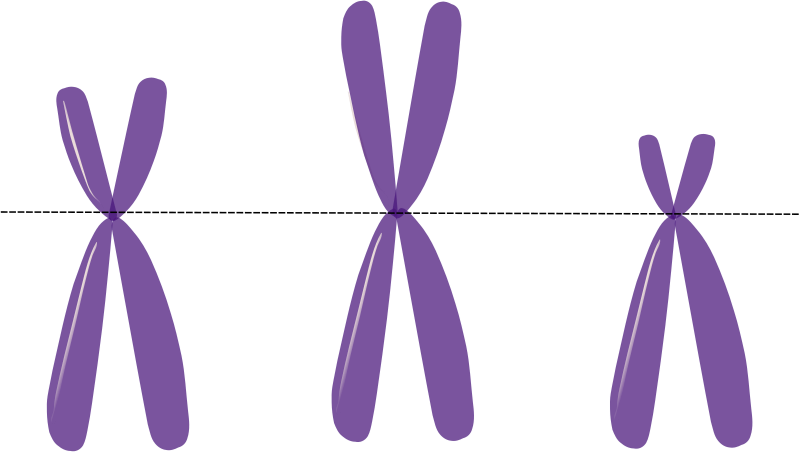 Free Acrocentric Chromosomes - Chromosome (640x361)