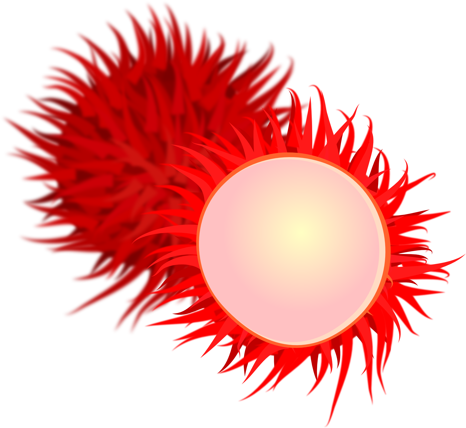 Rambutan Tropical Fruit Clip Art - Rambutan Clipart (1979x1979)