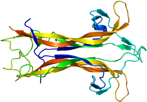 The Brain-derived Neurotrophic Factor Protein - Brain Derived Neurotrophic Factor (512x363)