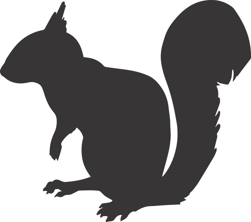 Squirrel Silhouette Animal Mammal Rodent N - Squirrel Silhouette Png (813x720)