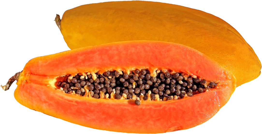 St Nicholas Center Traditional - Hirt's Gardens Khak-dam Papaya Tree - Carica Papaya (1115x594)
