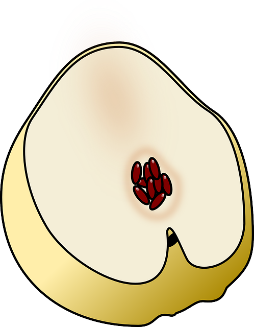 Fruit Membrillo, Fruta, Quince, Fruit - Quince (498x640)