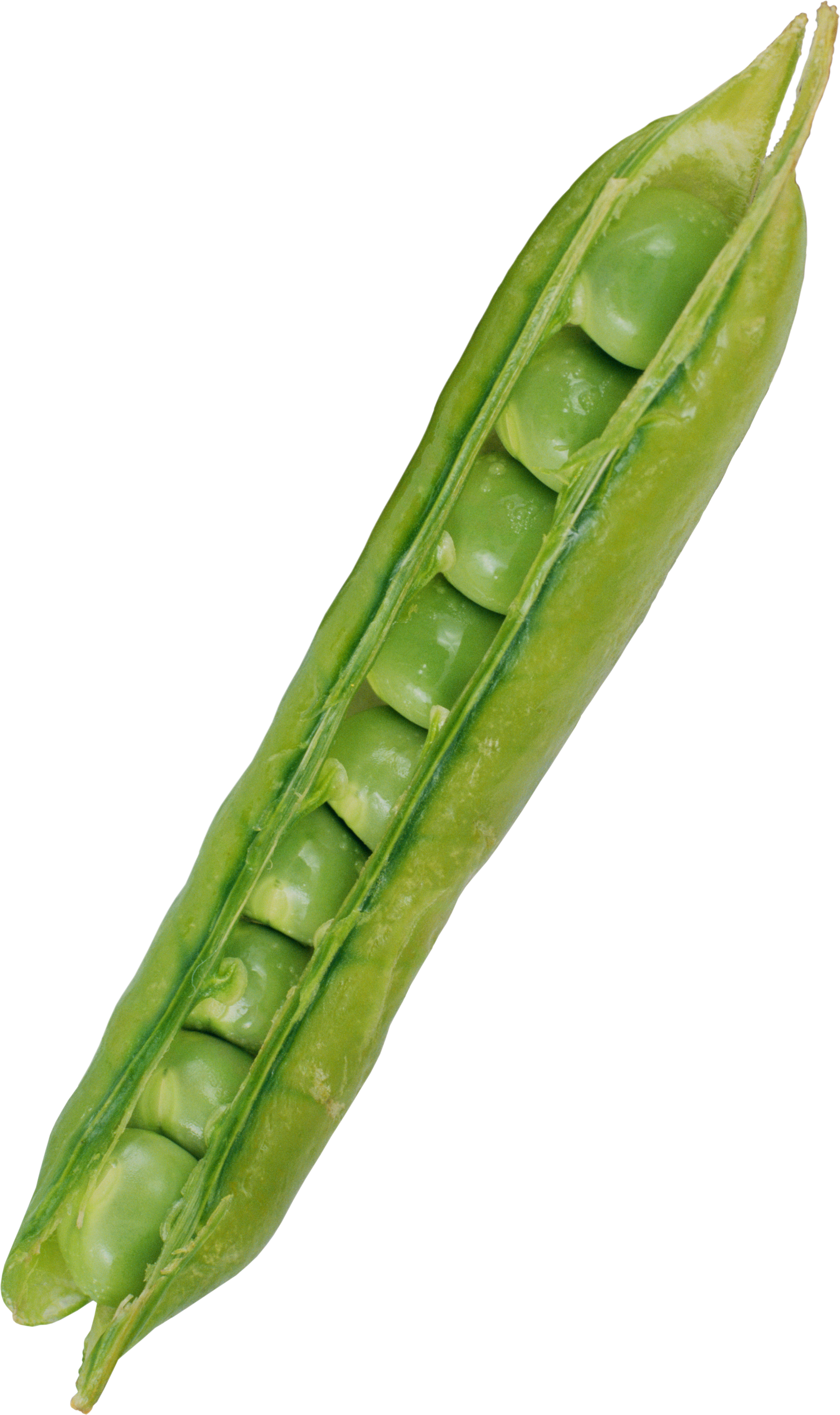 Pea - Transparent Cartoon Background Pea (3180x5357)