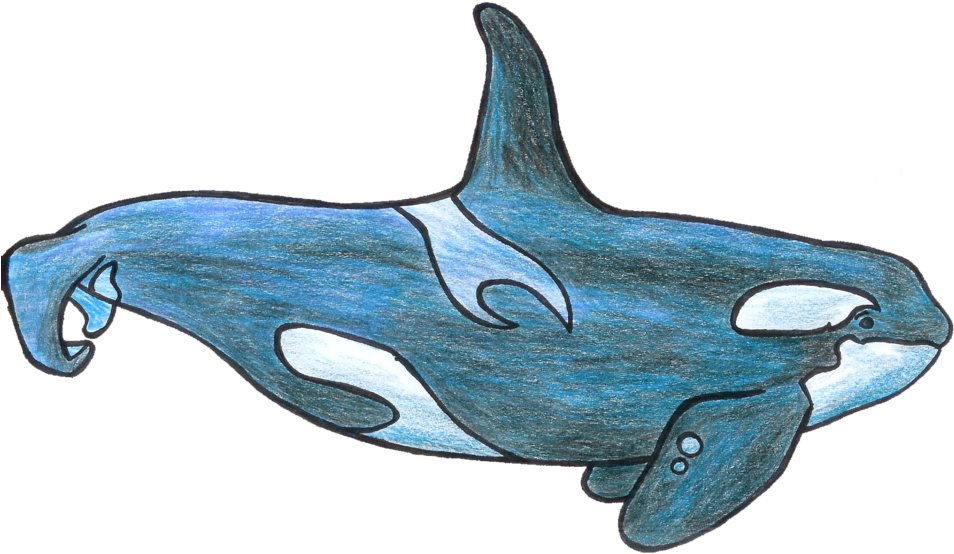 Killer Whale (1024x604)