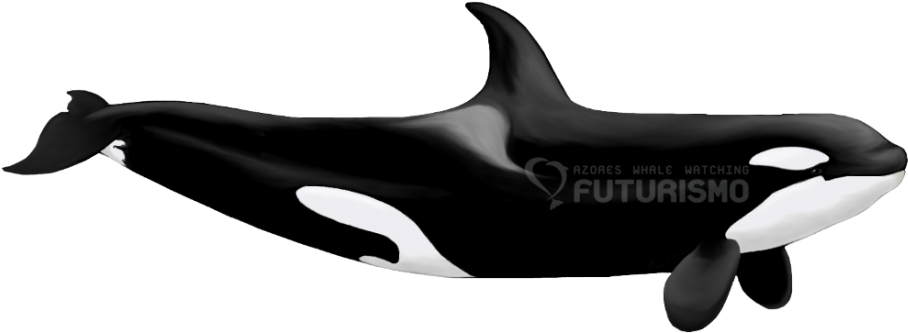Killer Whale Png Transparent Images - Killer Well (940x354)