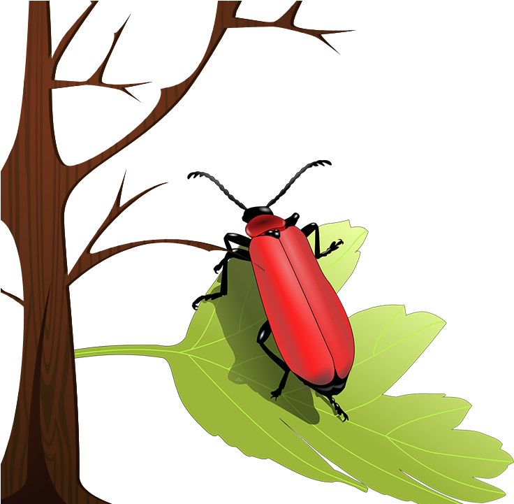 Volkswagen Beetle Ladybird Insect Wing Clip Art - Volkswagen Beetle Ladybird Insect Wing Clip Art (960x720)