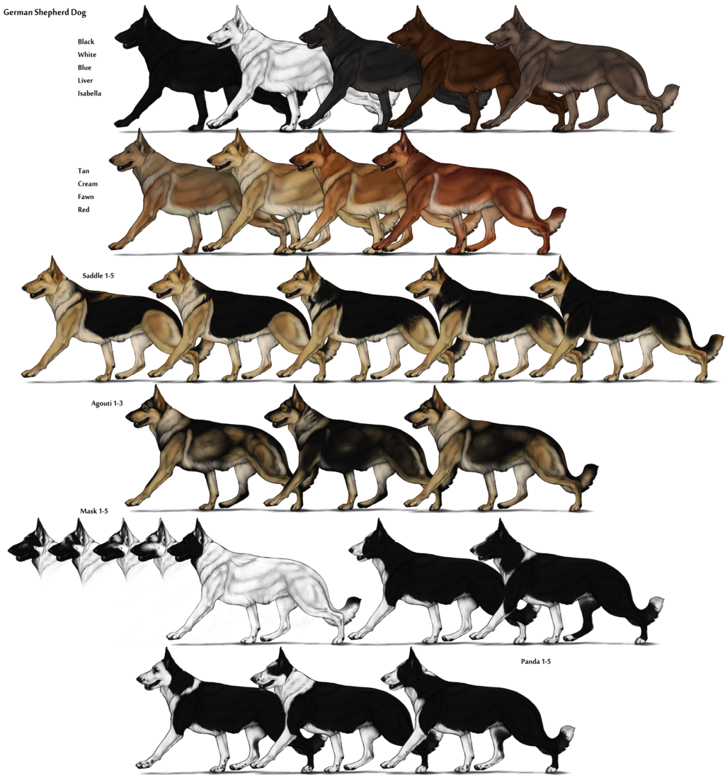 Dog Color Chart - German Shepherd (1024x1095)