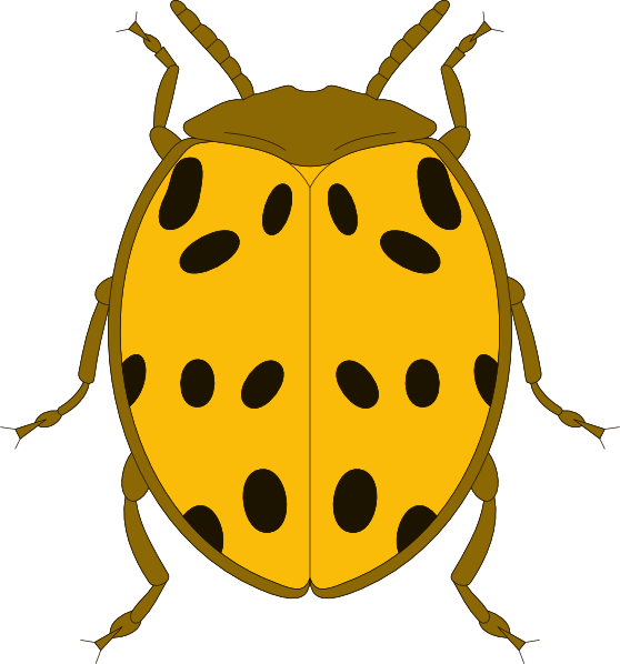 Yellow And Black Spotted Beetle Clip Art At Clker - Clip Art (558x598)