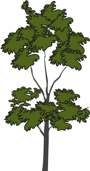 Santa Barbara Bowl Foundation - Tomato Plant Png (293x562)