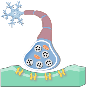 M2 M4 Receptors Animation (735x550)