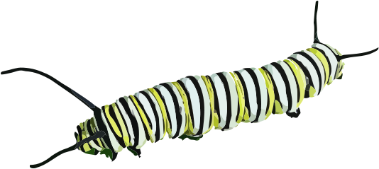 Caterpillar - Insectos Rastreros (1597x712)