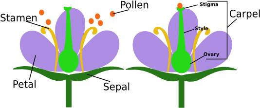Watch Clipart Stamen - Female And Male Flower Parts (539x233)