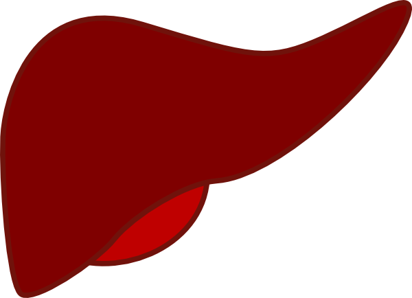 Liver Clip Art - Liver Clip Art Free (600x434)
