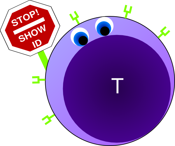 Helper T Cells Clipart (600x501)
