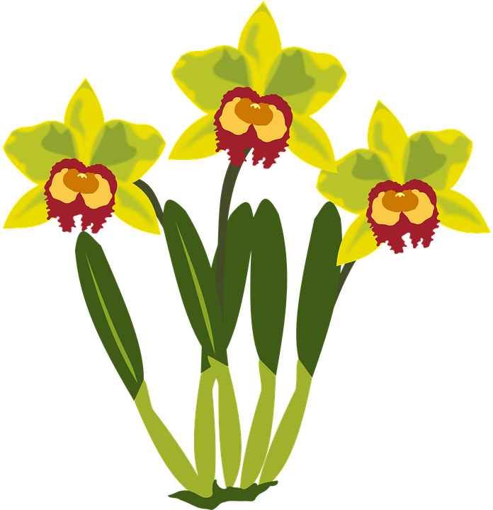 Clip Art Flor Flora Flower Nature Orchid Orchids - Clip Art (720x720)