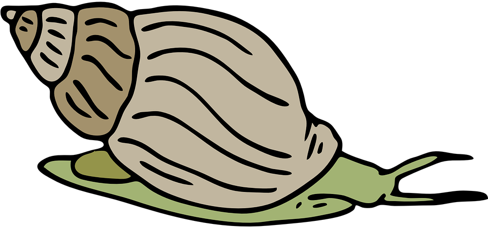 Mollusc Clipart Different - Clip Art Picture Of Snail (960x480)