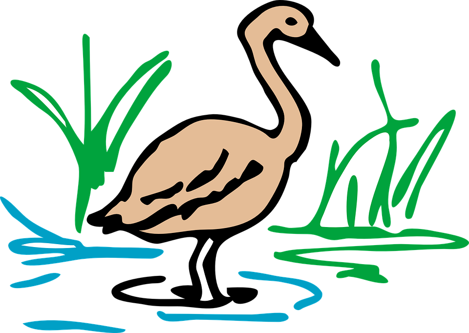 Brown Duck Goose Bird Waterfowl Standing Still - Duck Drawing In Color (960x682)