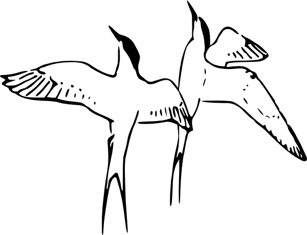 Together Forever Clipart - Arctic Tern Coloring Page (600x460)